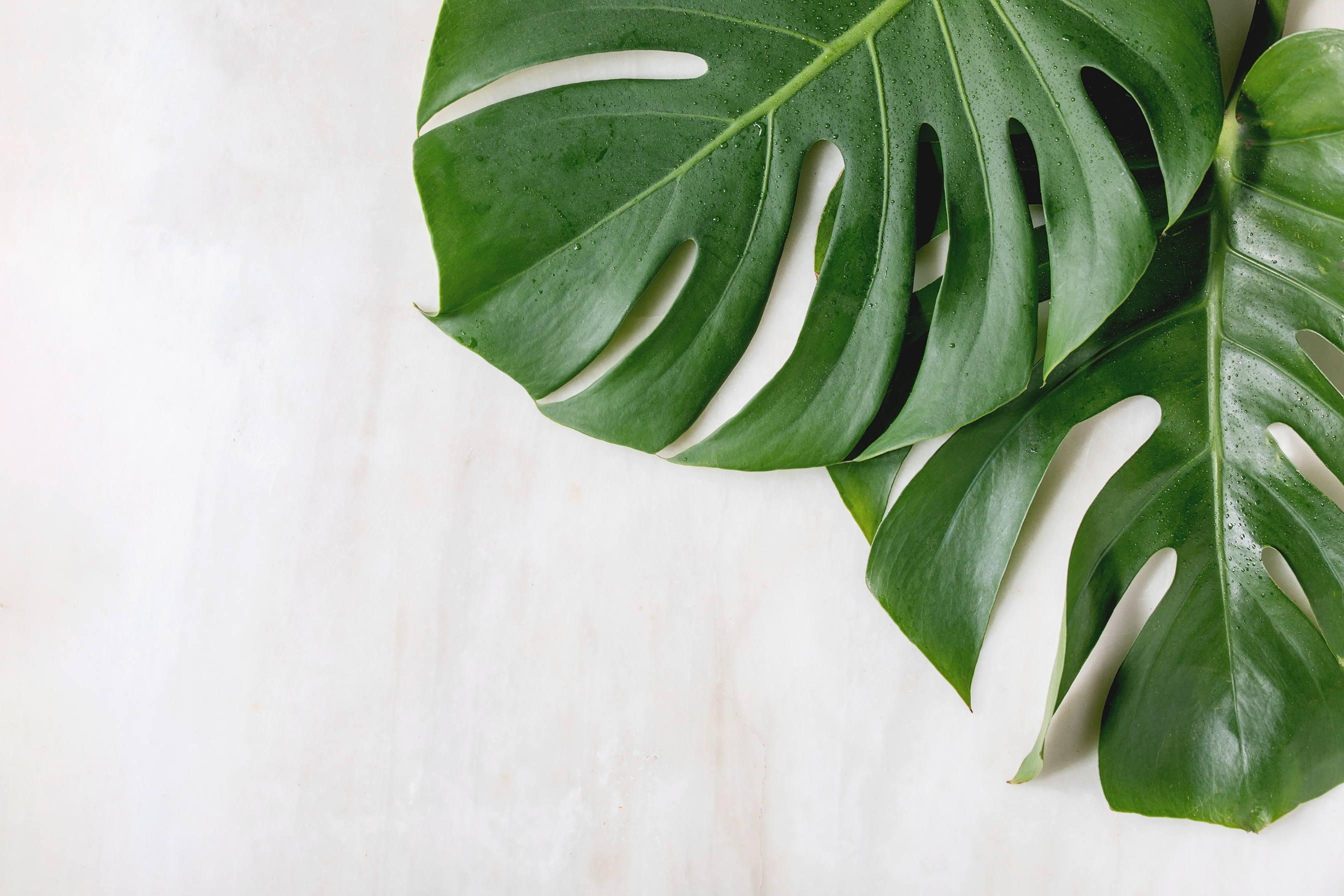 Tropical Jungle Monstera Leaves