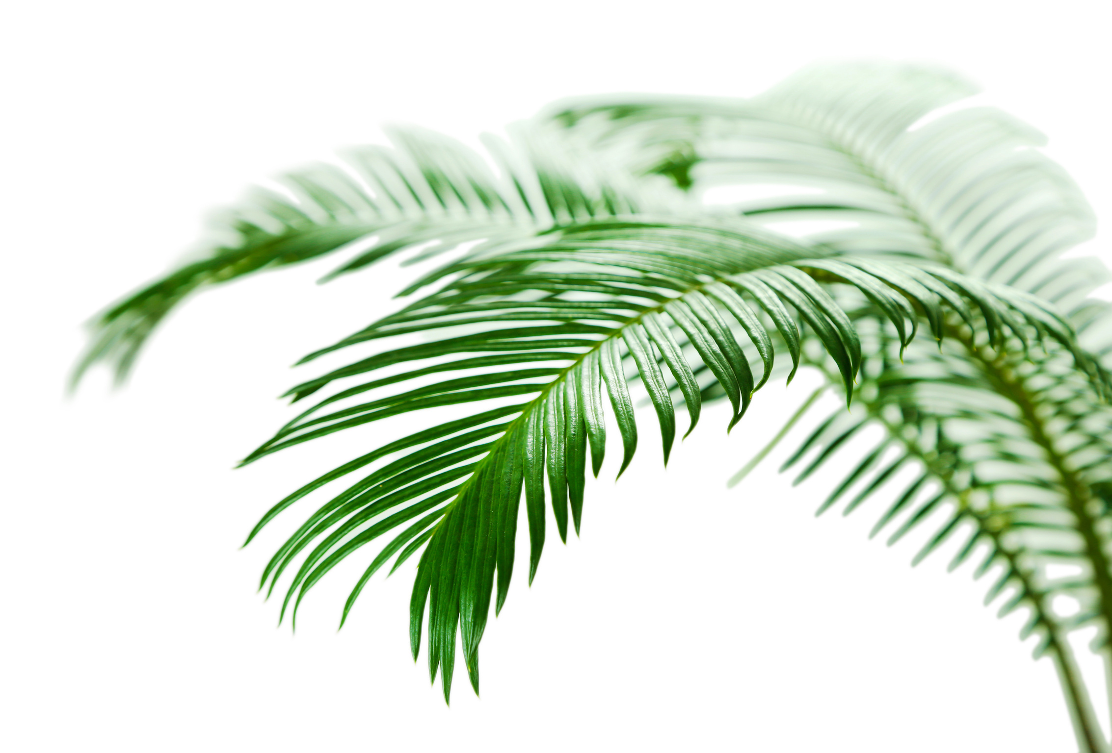Green Palm Branches on White Background